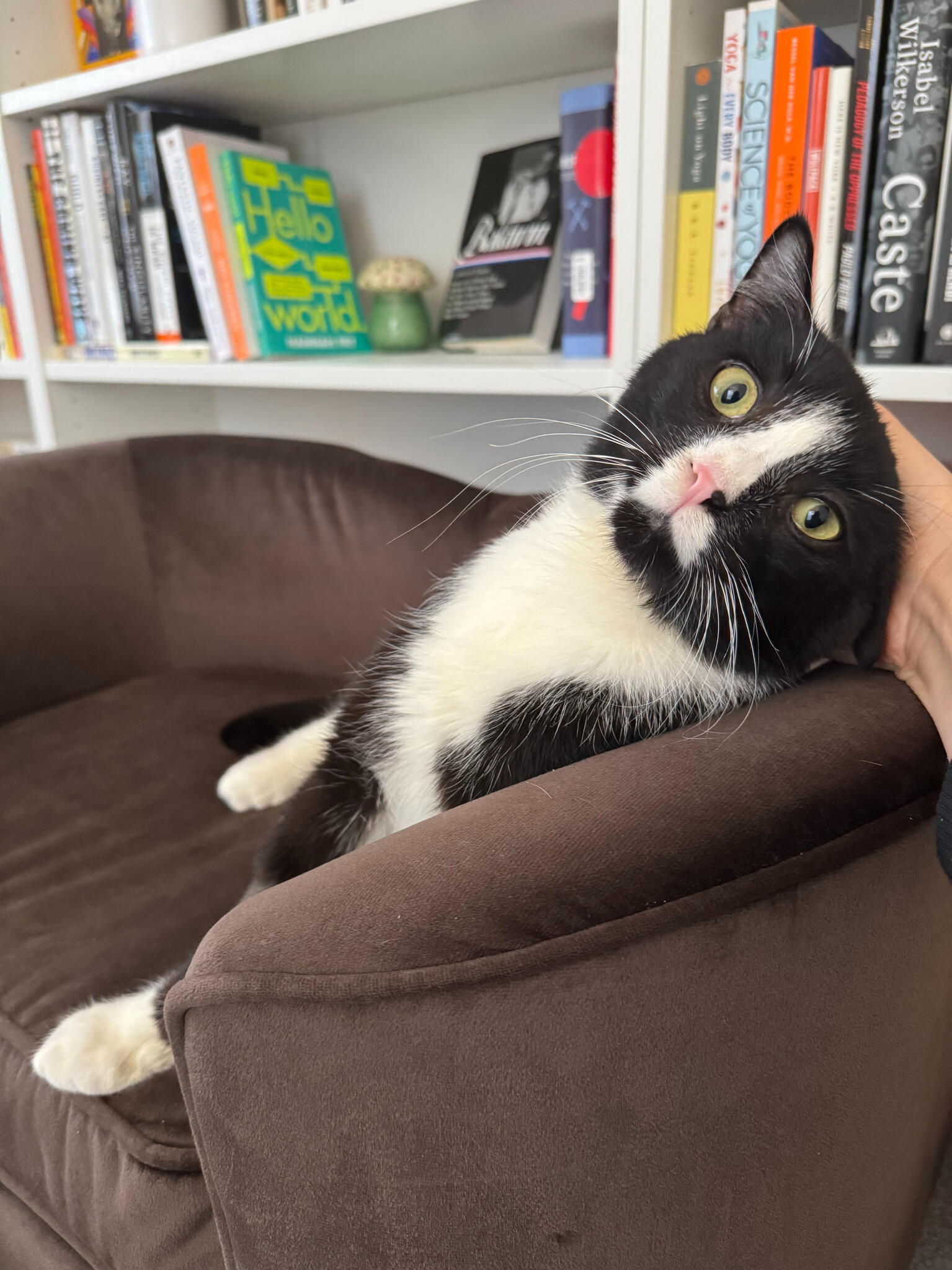 Cosmo, former stray